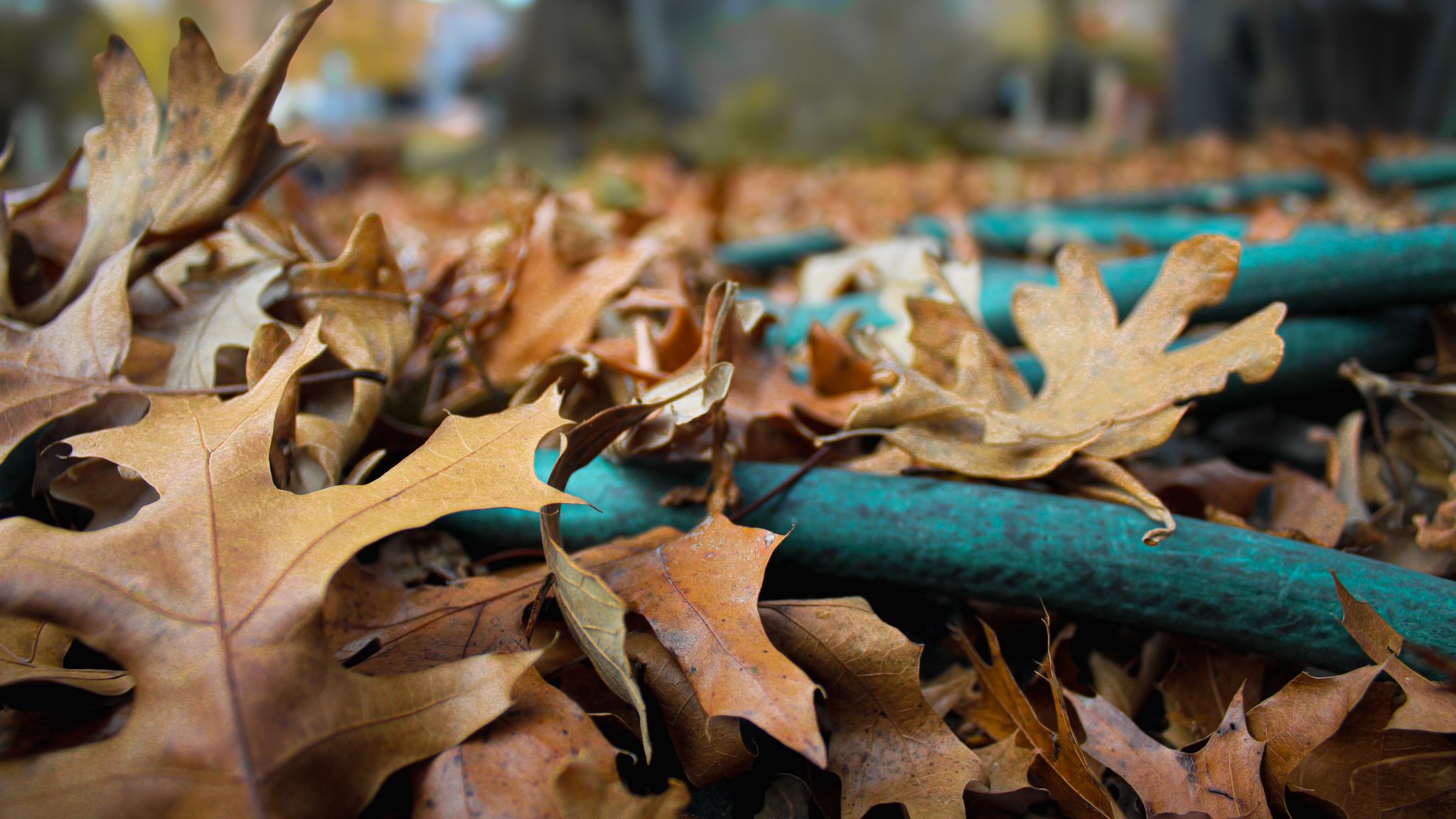 Close-up view of dry brown autumn oak leaves covering a green garden hose outdoors.